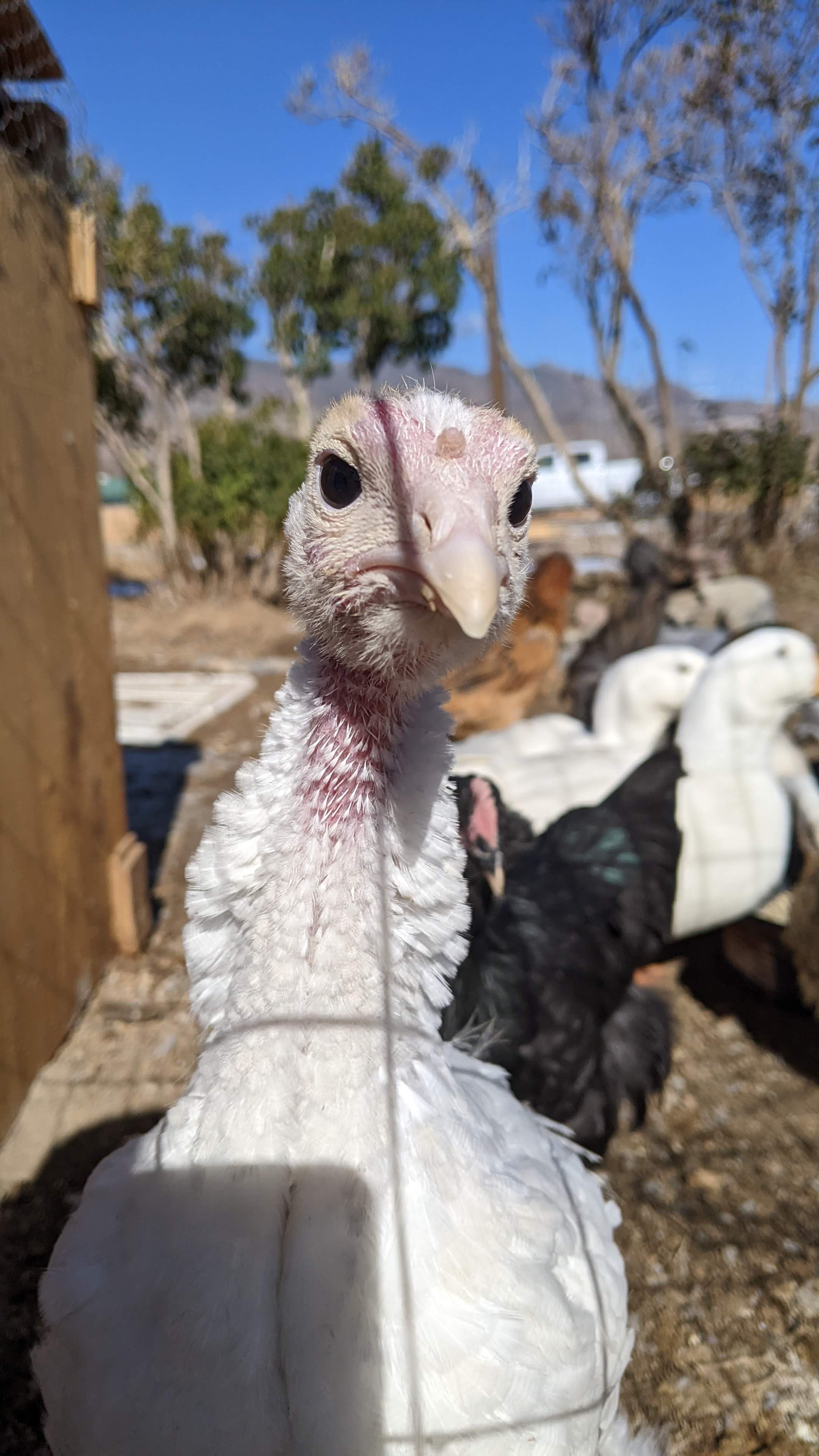 A young broad-breasted turkey greeting the camera.